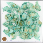 BOTANGE AQUA
